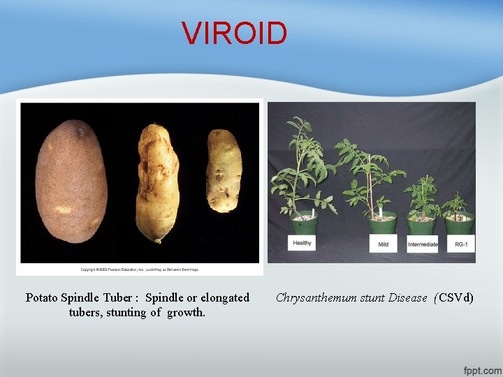 VIROID Potato Spindle Tuber : Spindle or elongated tubers, stunting of growth. Chrysanthemum stunt