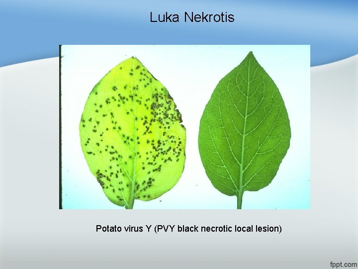 Luka Nekrotis Potato virus Y (PVY black necrotic local lesion) 