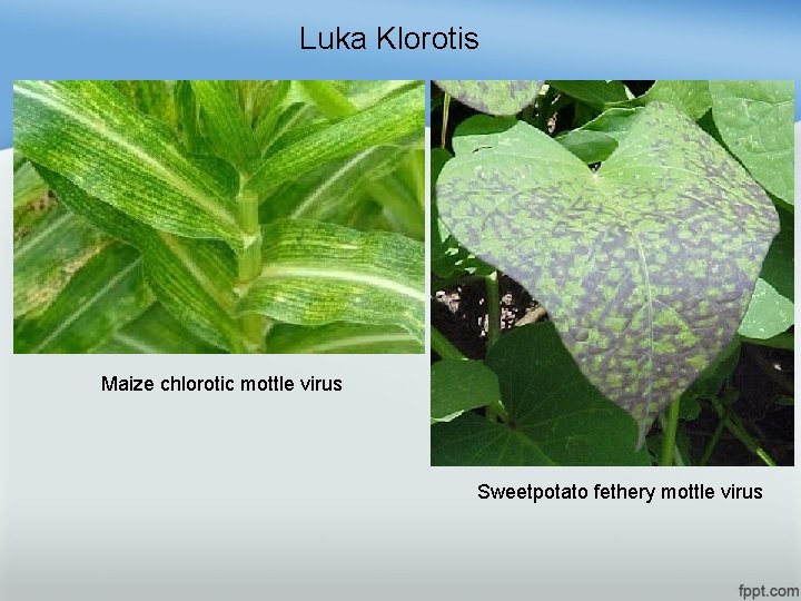 Luka Klorotis Maize chlorotic mottle virus Sweetpotato fethery mottle virus 