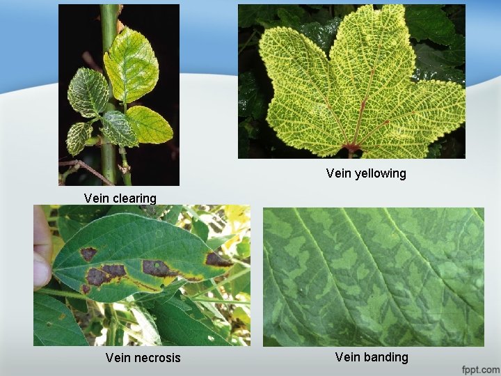 Vein yellowing Vein clearing Vein necrosis Vein banding 