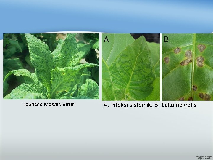 Tobacco Mosaic Virus A. Infeksi sistemik; B. Luka nekrotis 