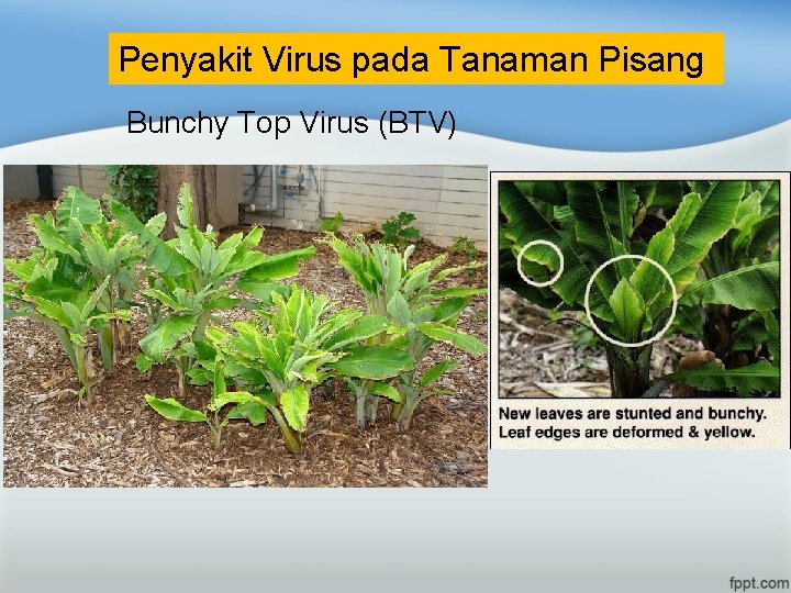 Penyakit Virus pada Tanaman Pisang Bunchy Top Virus (BTV) 
