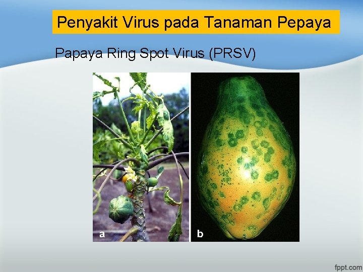 Penyakit Virus pada Tanaman Pepaya Papaya Ring Spot Virus (PRSV) 