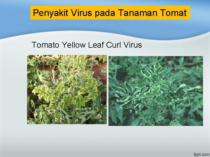 Penyakit Virus pada Tanaman Tomato Yellow Leaf Curl Virus 