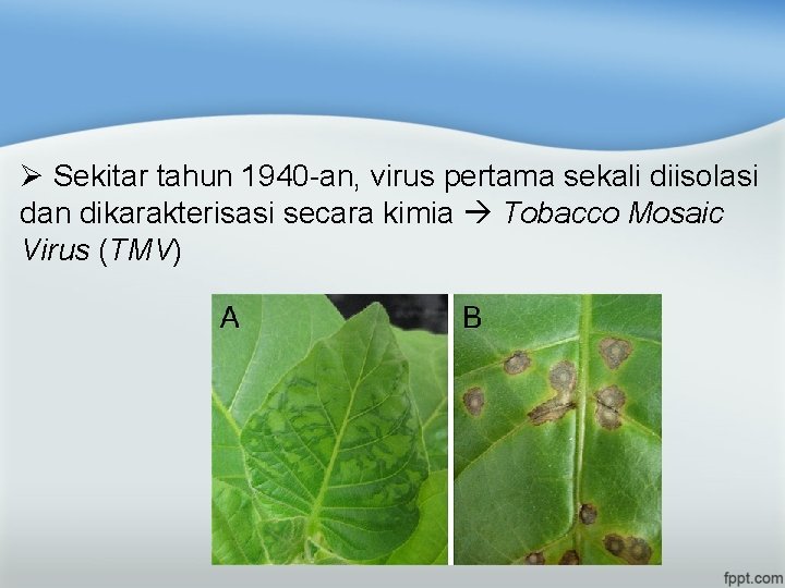 Ø Sekitar tahun 1940 -an, virus pertama sekali diisolasi dan dikarakterisasi secara kimia Tobacco