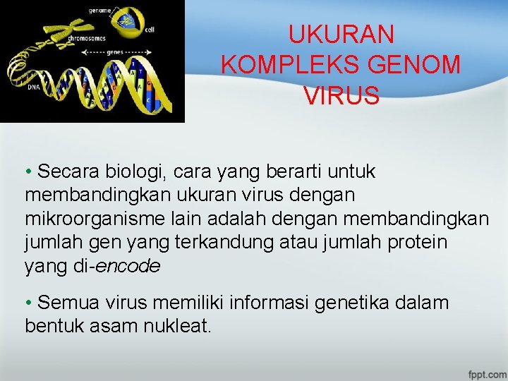 UKURAN KOMPLEKS GENOM VIRUS • Secara biologi, cara yang berarti untuk membandingkan ukuran virus