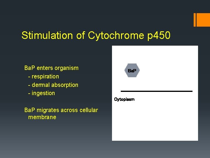 Stimulation of Cytochrome p 450 Ba. P enters organism - respiration - dermal absorption