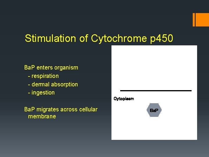 Stimulation of Cytochrome p 450 Ba. P enters organism - respiration - dermal absorption