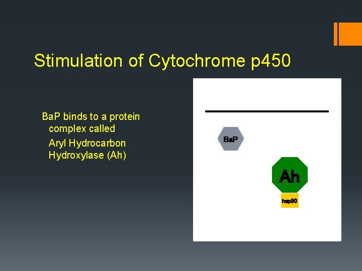 Stimulation of Cytochrome p 450 Ba. P binds to a protein complex called Aryl