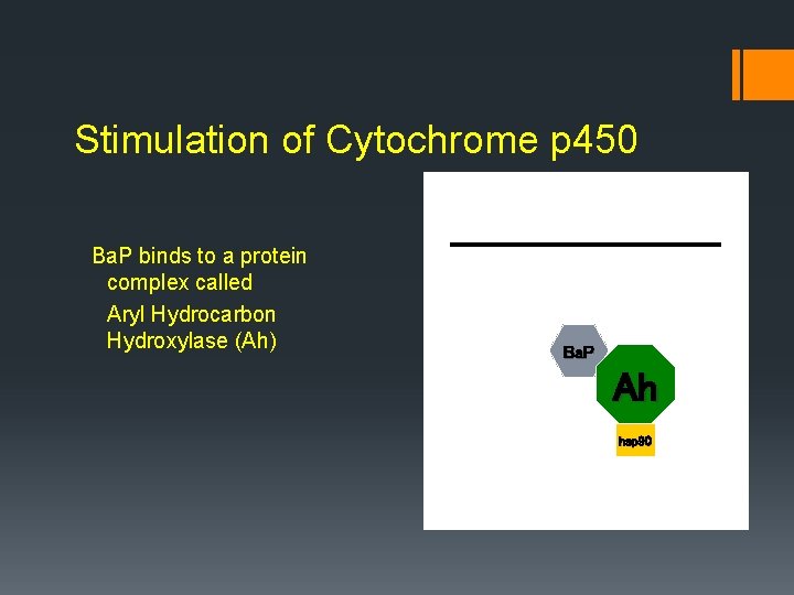 Stimulation of Cytochrome p 450 Ba. P binds to a protein complex called Aryl