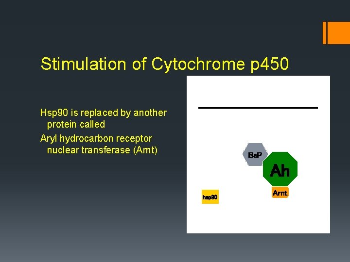 Stimulation of Cytochrome p 450 Hsp 90 is replaced by another protein called Aryl