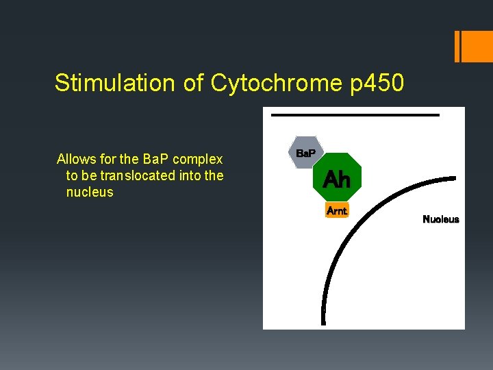 Stimulation of Cytochrome p 450 Allows for the Ba. P complex to be translocated