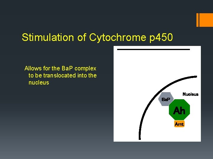 Stimulation of Cytochrome p 450 Allows for the Ba. P complex to be translocated