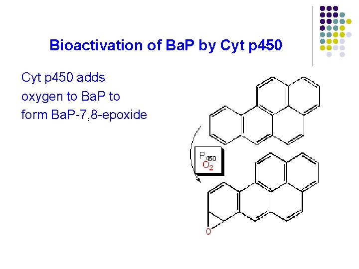 Bioactivation of Ba. P by Cyt p 450 adds oxygen to Ba. P to