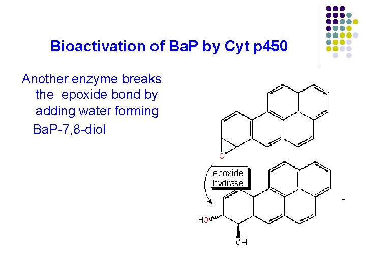 Bioactivation of Ba. P by Cyt p 450 Another enzyme breaks the epoxide bond