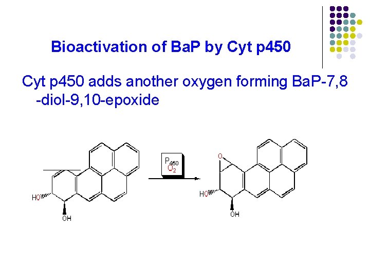 Bioactivation of Ba. P by Cyt p 450 adds another oxygen forming Ba. P-7,