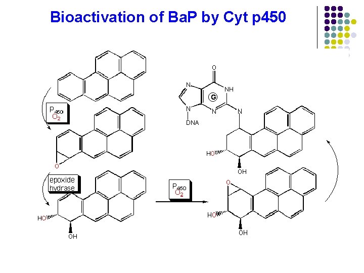 Bioactivation of Ba. P by Cyt p 450 