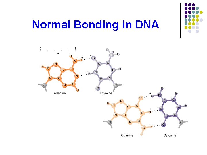 Normal Bonding in DNA 