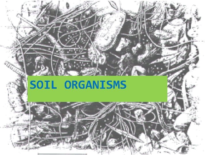 SOIL ORGANISMS 