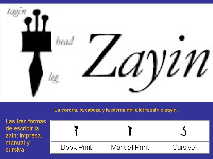 La corona, la cabeza y la pierna de la letra zain o zayin. Las