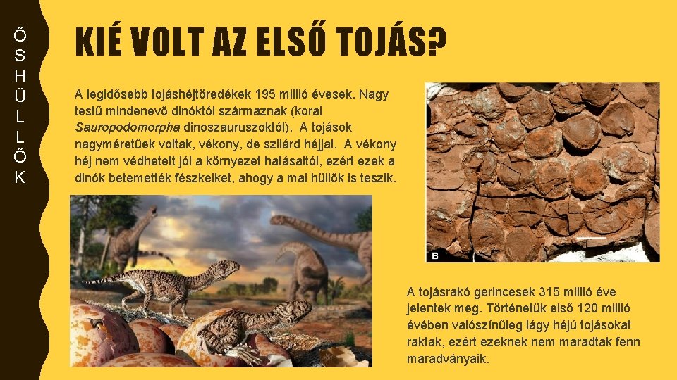 Ő S H Ü L L Ő K KIÉ VOLT AZ ELSŐ TOJÁS? A