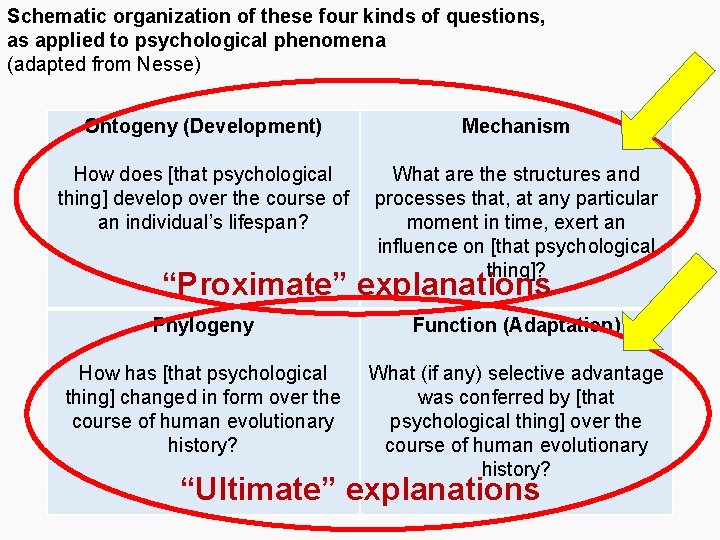 Schematic organization of these four kinds of questions, as applied to psychological phenomena (adapted