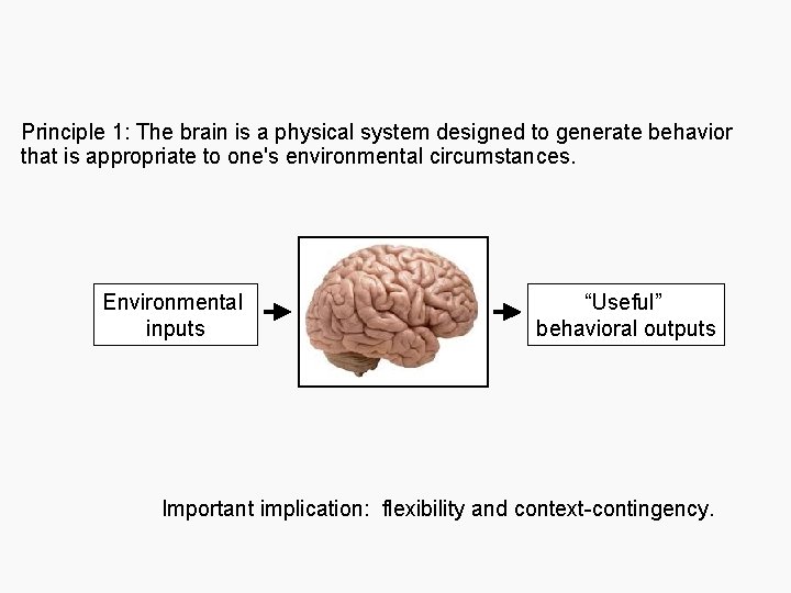  Principle 1: The brain is a physical system designed to generate behavior that