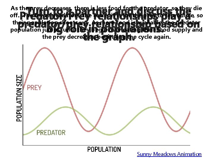Turn to a partner and discuss the Predator/Prey relationships play a predator/prey relationship based Turn to a partner and discuss the Predator/Prey relationships play a predator/prey relationship based