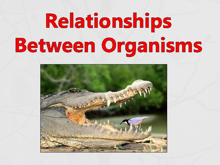 Relationships Between Organisms Relationships Between Organisms