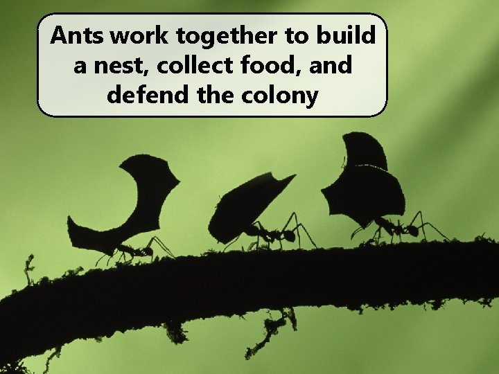 Ants work together to build a nest, collect food, and defend the colony Ants work together to build a nest, collect food, and defend the colony