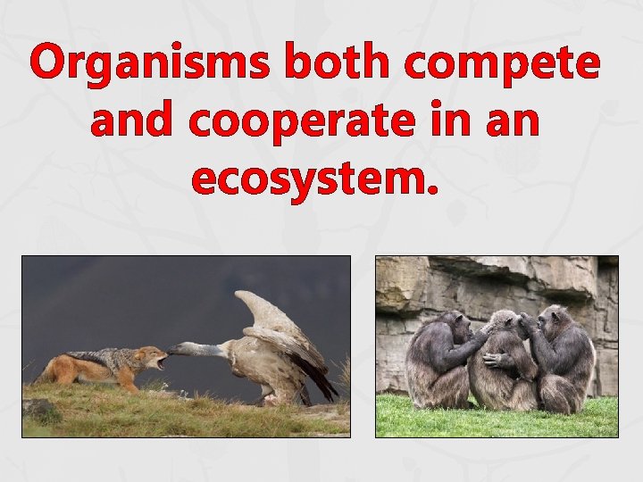 Organisms both compete and cooperate in an ecosystem. Organisms both compete and cooperate in an ecosystem.