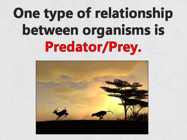 One type of relationship between organisms is Predator/Prey. One type of relationship between organisms is Predator/Prey.