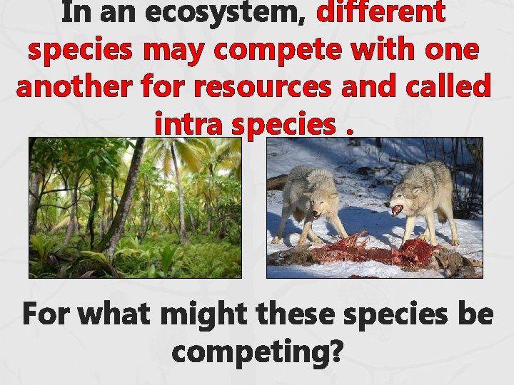 In an ecosystem, different species may compete with one another for resources and called In an ecosystem, different species may compete with one another for resources and called