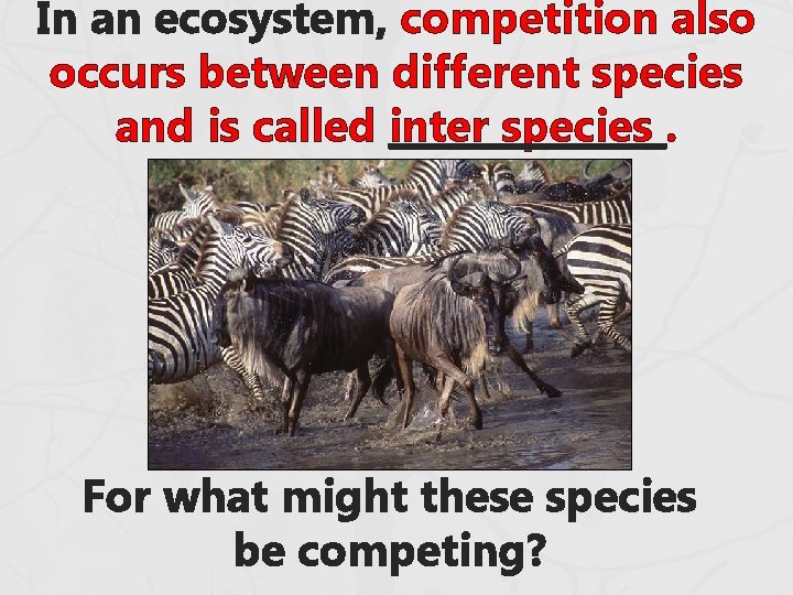 In an ecosystem, competition also occurs between different species and is called inter species. In an ecosystem, competition also occurs between different species and is called inter species.
