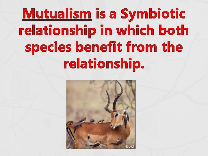 Mutualism is a Symbiotic relationship in which both species benefit from the relationship. Mutualism is a Symbiotic relationship in which both species benefit from the relationship.