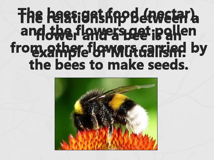 The bees get food (nectar), The relationship between a and the flowers get pollen The bees get food (nectar), The relationship between a and the flowers get pollen