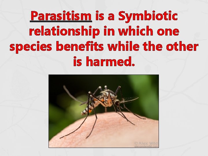 Parasitism is a Symbiotic relationship in which one species benefits while the other is Parasitism is a Symbiotic relationship in which one species benefits while the other is