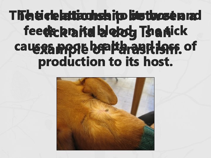 The attaches to between its host and Thetick relationship a feeds onand its blood. The attaches to between its host and Thetick relationship a feeds onand its blood.