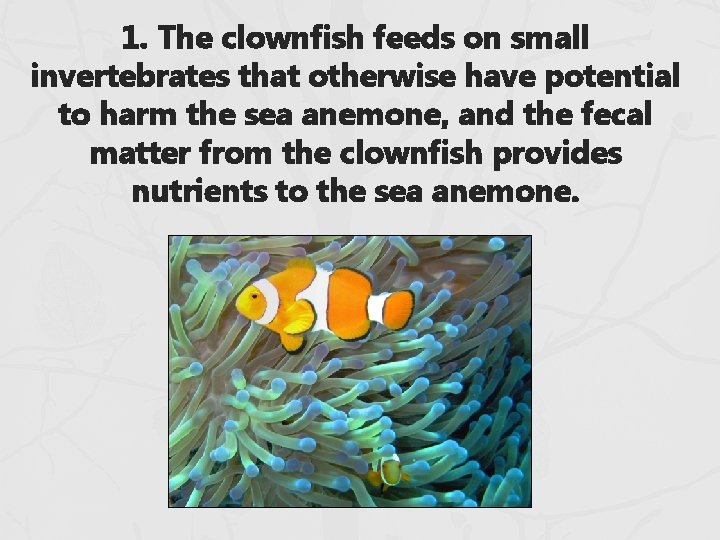 1. The clownfish feeds on small invertebrates that otherwise have potential to harm the 1. The clownfish feeds on small invertebrates that otherwise have potential to harm the