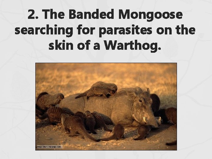 2. The Banded Mongoose searching for parasites on the skin of a Warthog. 2. The Banded Mongoose searching for parasites on the skin of a Warthog.