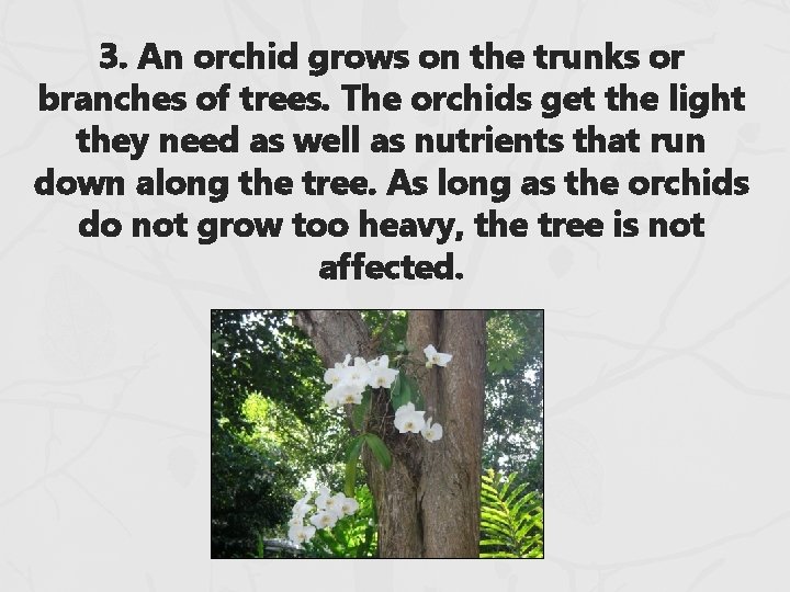 3. An orchid grows on the trunks or branches of trees. The orchids get 3. An orchid grows on the trunks or branches of trees. The orchids get