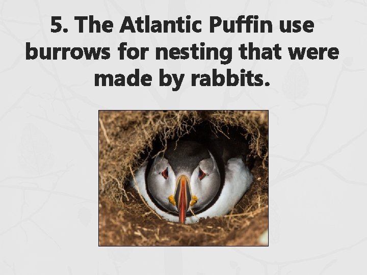 5. The Atlantic Puffin use burrows for nesting that were made by rabbits. 5. The Atlantic Puffin use burrows for nesting that were made by rabbits.