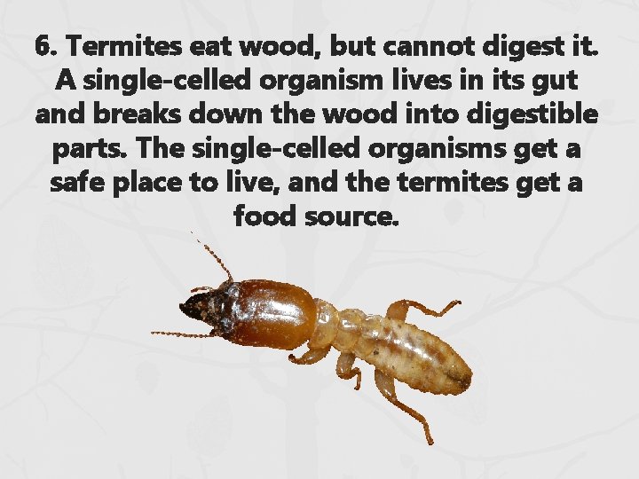 6. Termites eat wood, but cannot digest it. A single-celled organism lives in its 6. Termites eat wood, but cannot digest it. A single-celled organism lives in its