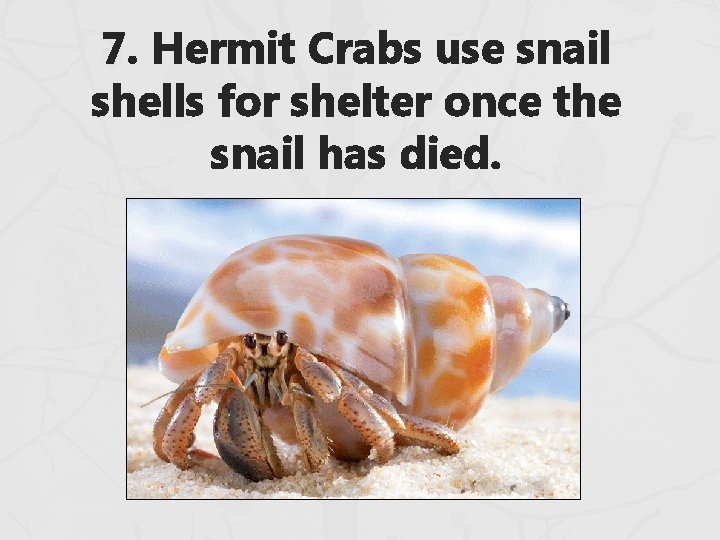 7. Hermit Crabs use snail shells for shelter once the snail has died. 7. Hermit Crabs use snail shells for shelter once the snail has died.