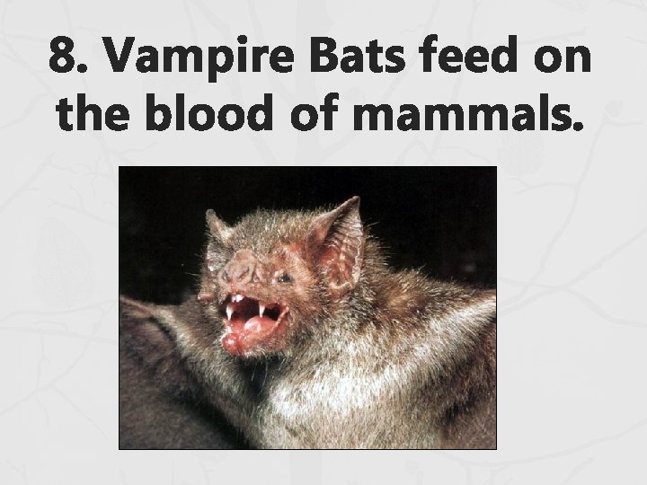 8. Vampire Bats feed on the blood of mammals. 8. Vampire Bats feed on the blood of mammals.