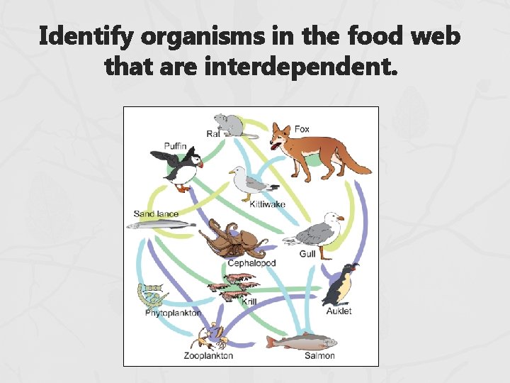 Identify organisms in the food web that are interdependent. Identify organisms in the food web that are interdependent.