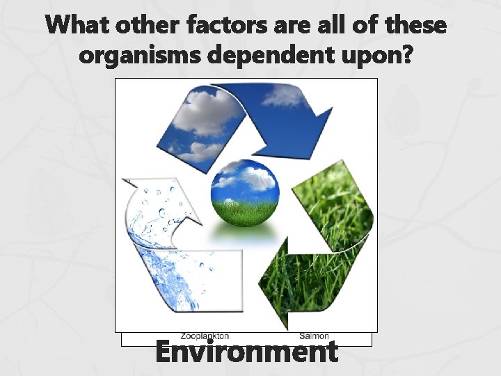 What other factors are all of these organisms dependent upon? Environment What other factors are all of these organisms dependent upon? Environment