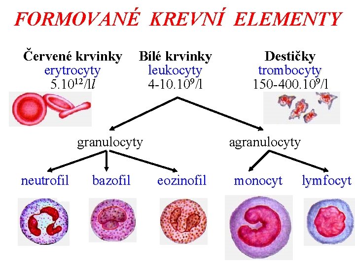 FORMOVANÉ KREVNÍ ELEMENTY Červené krvinky erytrocyty 5. 1012/ll Bílé krvinky leukocyty 4 -10. 109/l FORMOVANÉ KREVNÍ ELEMENTY Červené krvinky erytrocyty 5. 1012/ll Bílé krvinky leukocyty 4 -10. 109/l