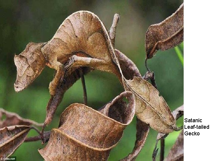 Satanic Leaf-tailed Gecko 