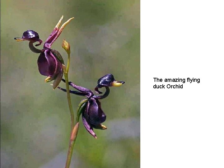 The amazing flying duck Orchid 